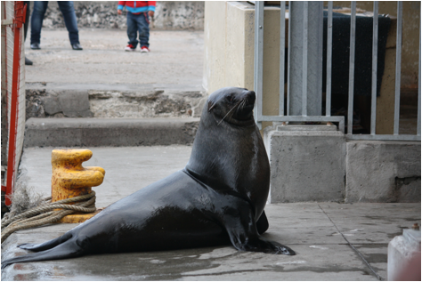 ::South Africa pics:8-11 seal Fish Hook dock 196.jpg
