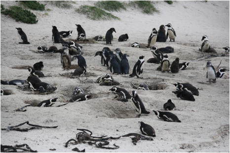 ::South Africa pics:8-12 penguin beach 203.jpg