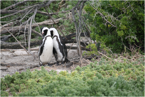 ::South Africa pics:8-12 penguin pals 202.jpg