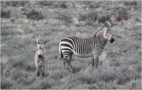 ::South Africa pics:8-13 Karoo zebras 216.jpg
