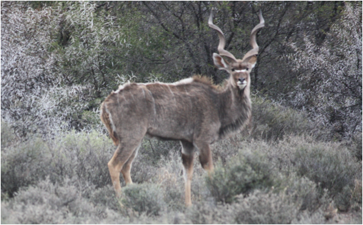 ::South Africa pics:8-13 Karoo kudu 226.jpg