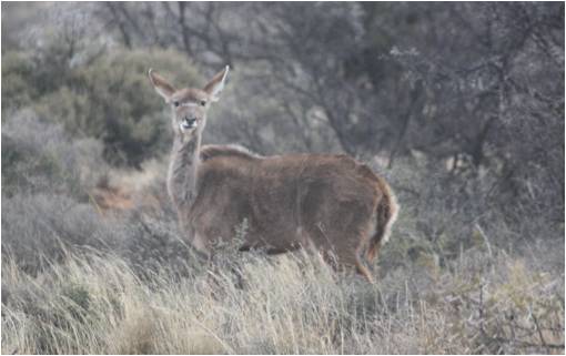 ::South Africa pics:8-13 Karoo female kudu 323.jpg