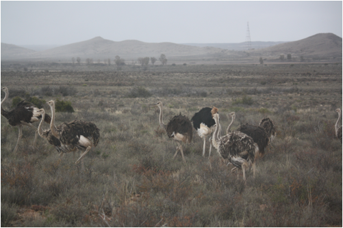 ::South Africa pics:8-13 Karoo ostriches 225.jpg