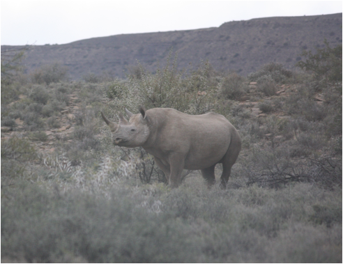 ::South Africa pics:8-13 Karoo black rhino 221.jpg