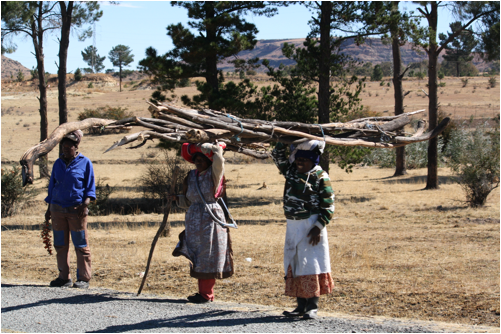 ::South Africa pics:8-15 Lesotho wood gathering 242.jpg