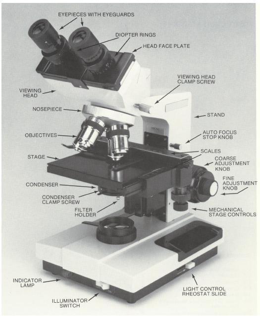Under the microscope worksheet