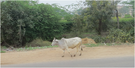::India 2015 SX260:IMG_3004.JPG
