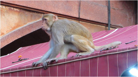 ::India 2015 SX260:IMG_3214.JPG