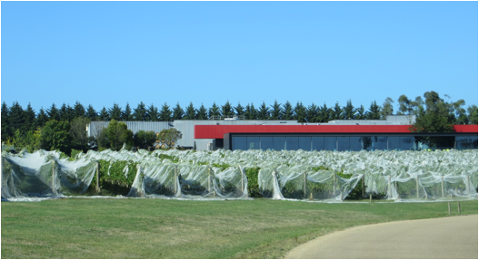 ::New Zealand Australia pics:Mar 26, 2017:IMG_0074.JPG