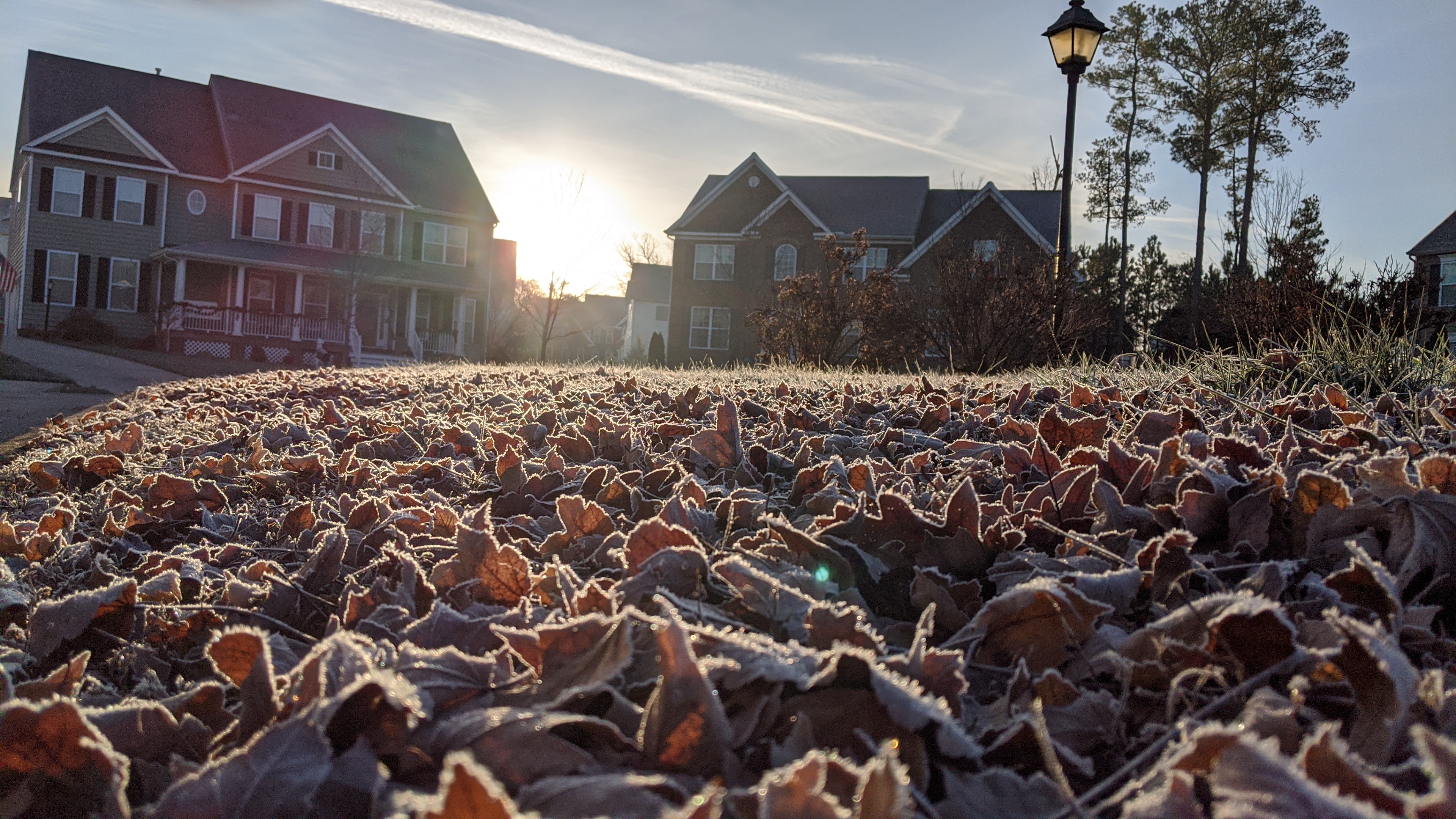 Leaves with frosted morning dew on a winter morning.