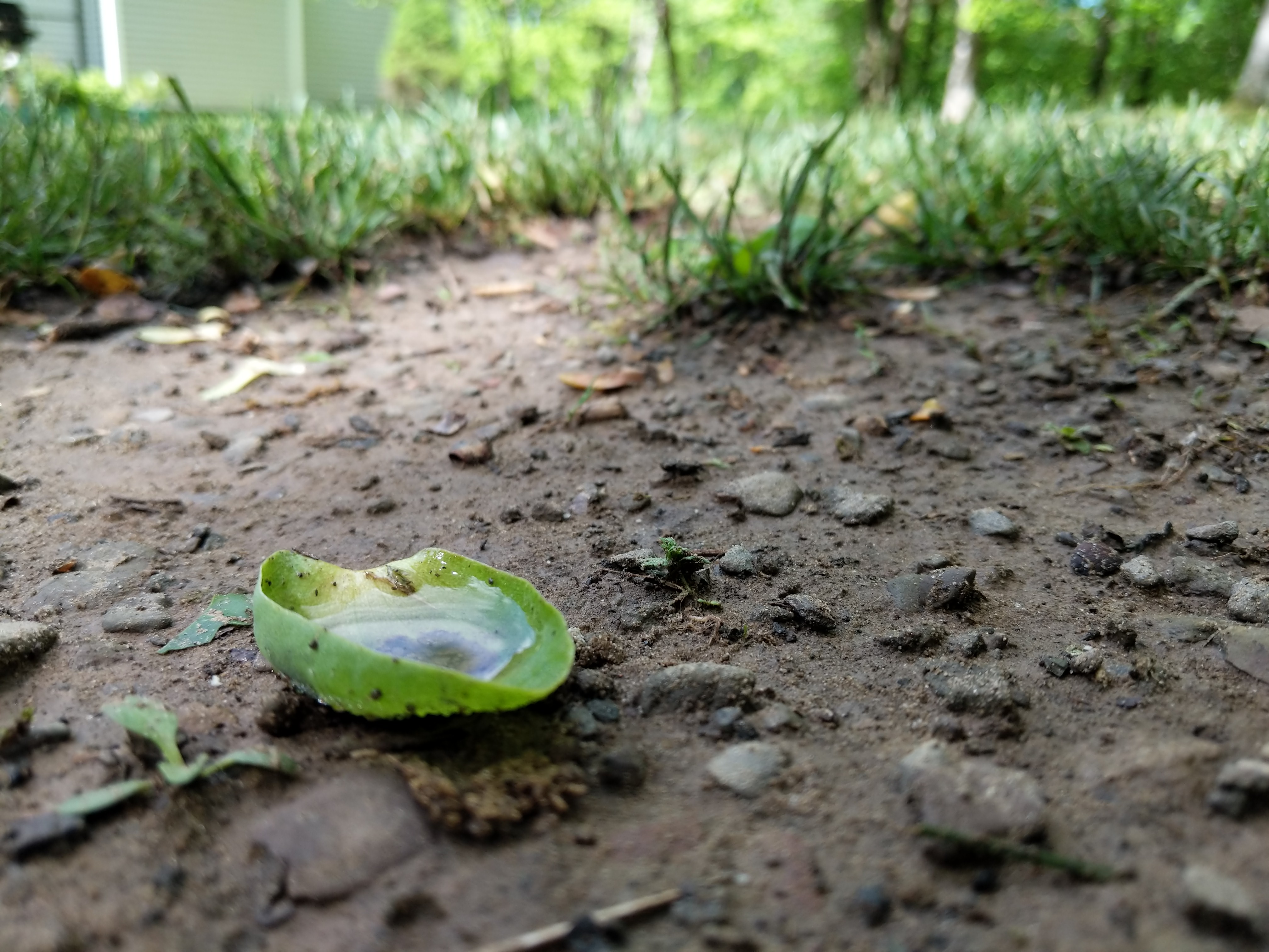 A leaf with water puddled in its center.