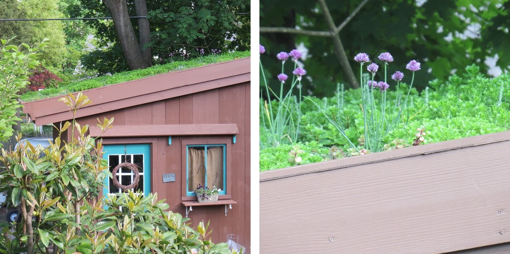 Green Roof Sedums