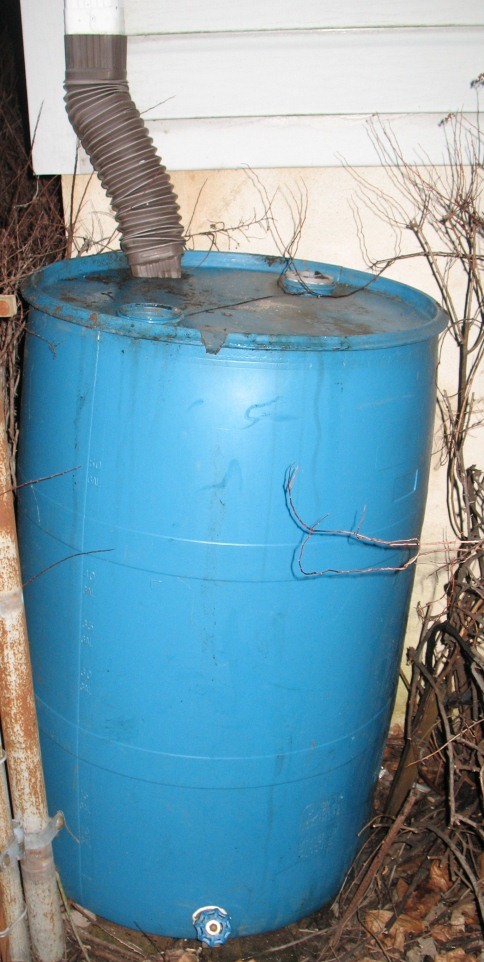 Rain Barrel