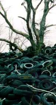 Photo of tire pile with dead tree