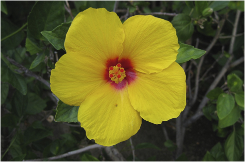 ::::Pictures:Aperture Library flowers.aplibrary:Previews:2012:05:05:20120505-140050:SCjnX57USCO9QjO+q2xiSw:IMG_2819.jpg