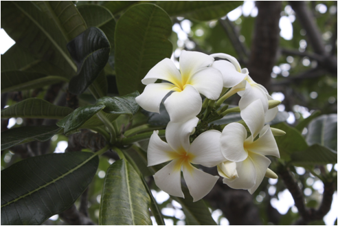 ::::Pictures:Aperture Library flowers.aplibrary:Previews:2012:05:05:20120505-121637:8FI39+hRT4C9EeZjqCPU%g:IMG_6842.jpg