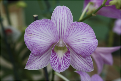 ::::Pictures:Aperture Library flowers.aplibrary:Previews:2012:05:05:20120505-121637:bUxzLGoJTTG06SVjPRbrCg:IMG_7076.jpg