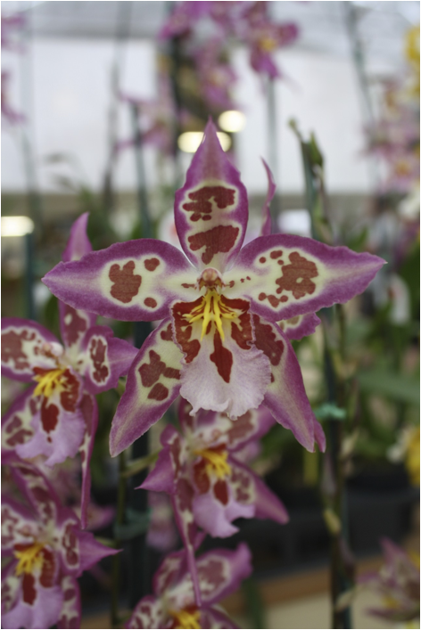 ::::Pictures:Aperture Library flowers.aplibrary:Previews:2012:05:05:20120505-121637:1F%sIbBkS0qRsZj7pAtvJg:IMG_7085.jpg
