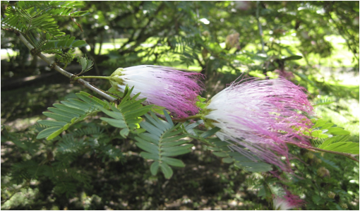 ::::Pictures:Aperture Library flowers.aplibrary:Previews:2012:05:05:20120505-140050:bYl7OpivSUK7i5v39gU7hg:IMG_3206.jpg