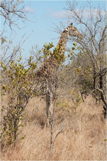 ::South Africa pics:8-1 first big animal 037.jpg