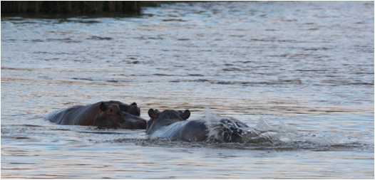 ::South Africa pics:8-1 hippos 044.jpg