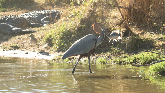 ::South Africa pics:8-2 water hole grey heron w/ fish 053.jpg