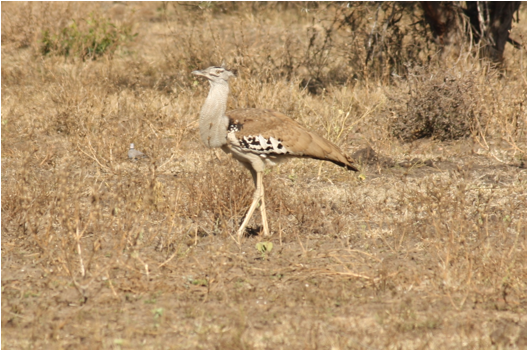 ::South Africa pics:8-2 big bird kori bustard085.jpg