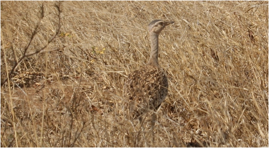 ::South Africa pics:8-2 bird redcrested korhaan 076.jpg