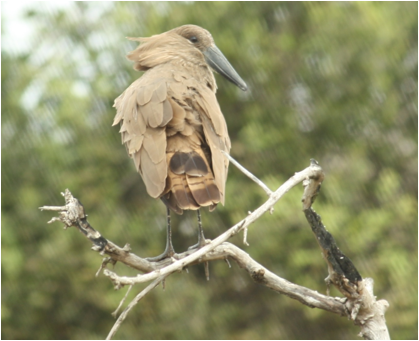 ::South Africa pics:8-2 bird hamerkop069.jpg
