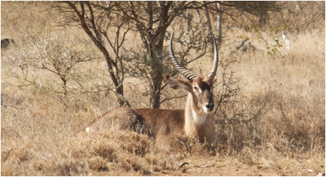 ::South Africa pics:8-2 male waterbuck 313.jpg