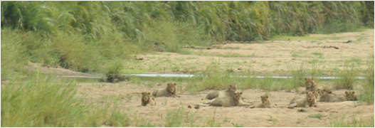 ::South Africa pics:8-2 lions 068.jpg