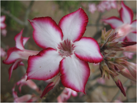 ::South Africa pics:8-2 flower 139.jpg