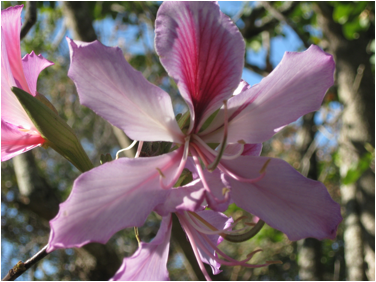 ::South Africa pics:8-2 flower 3 141.jpg