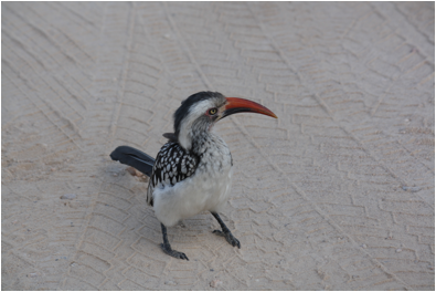 ::South Africa pics:8-3 yellowbill hornbill 125.jpg
