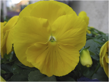 :::Pictures:Aperture Library flowers.aplibrary:Previews:2013:08:18:20130818-102458:kBKUF22qSlOE8hDBqEgrOg:IMG_0253.jpg