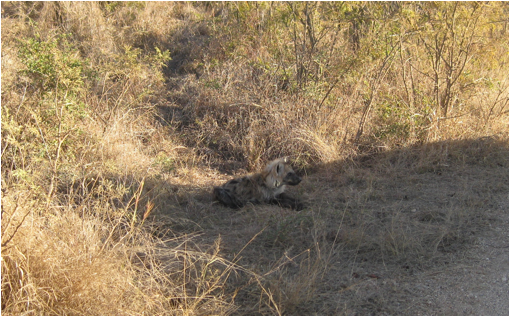 ::South Africa pics:8-4 jackal 254.jpg