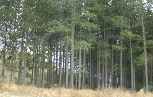::South Africa pics:8-5 tree farms again 275.jpg