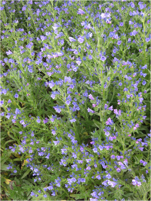 ::South Africa pics:8-5 flowers 142.jpg