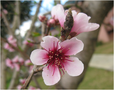 ::South Africa pics:8-5 B&B flowers 358.jpg