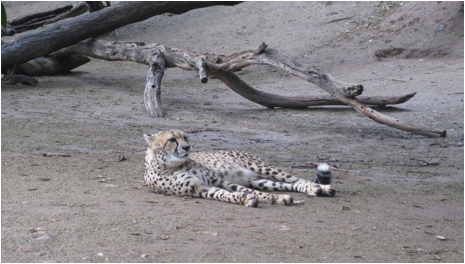 ::South Africa pics:8-8 cheeta 198.jpg