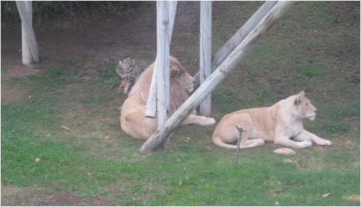 ::South Africa pics:8-8 lions 296.jpg