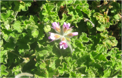 ::South Africa pics:8-10 flower 307.jpg