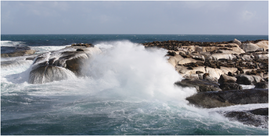 ::South Africa pics:8-11 seal Island near Simon's Town 192.jpg