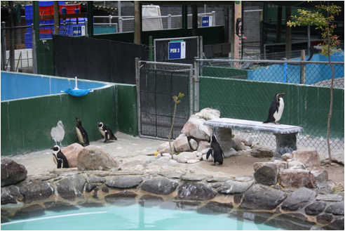 ::South Africa pics:8-12 SANCCOB bird rescue center 197.jpg