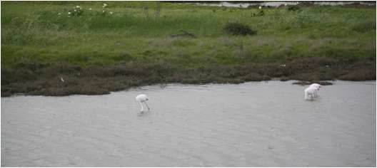 ::South Africa pics:8-12 flamingos 200.jpg
