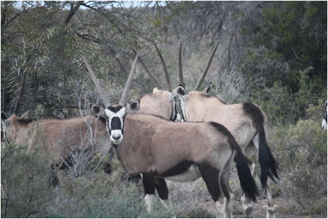 ::South Africa pics:8-13 Karoo Gemsbok 218.jpg