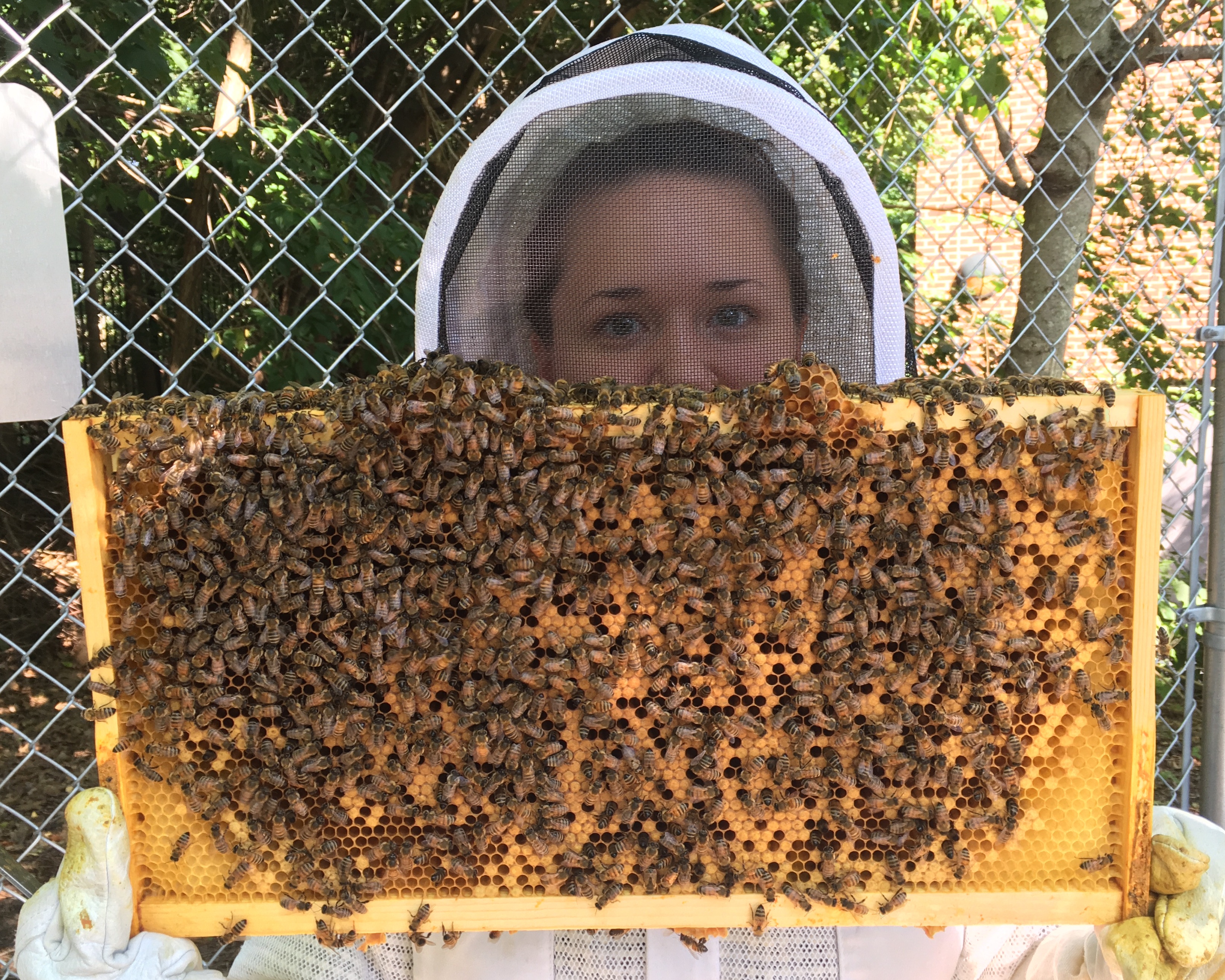 Sarah and bees