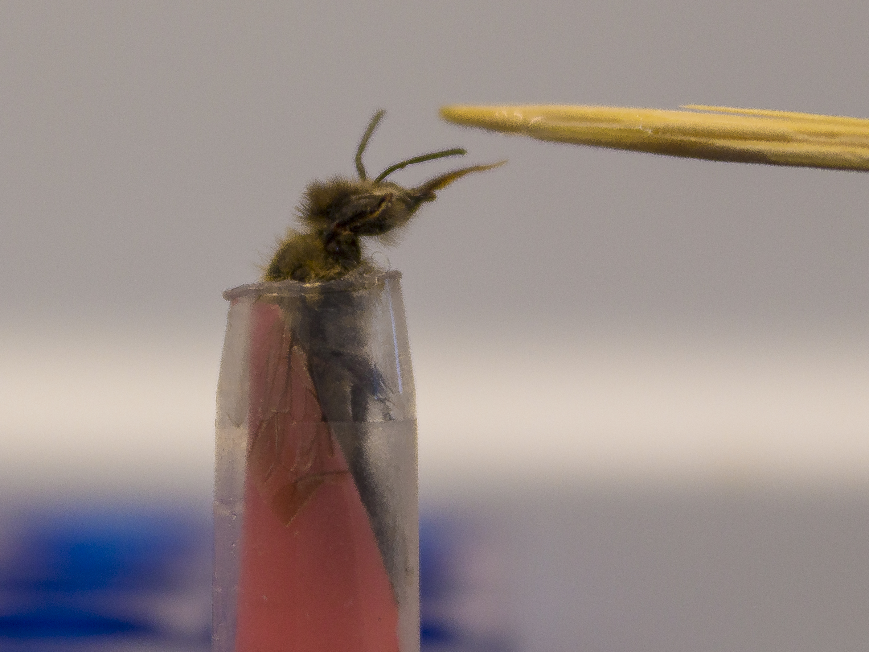 honey bee feeding